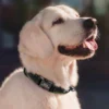 PawPrint™ Personalized Reflective Dog Collar
