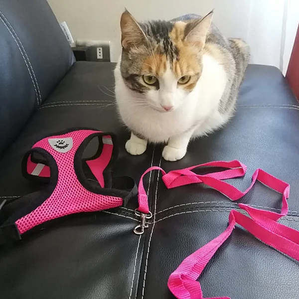 S13c6afd69f6447f080b9dee9e050bdabK.webp BreezeFit™ Summer Pet Harness & Leash Set