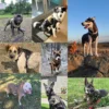 MaxControl™ No-Pull Reflective Dog Harness