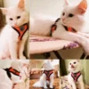 S288c12f0bc8f48c0a9ceab5fd34c87c1C.webp ComfortMesh™ Pet Harness & Leash Set