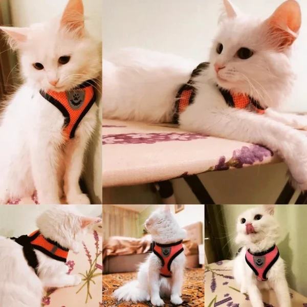 S288c12f0bc8f48c0a9ceab5fd34c87c1C.webp ComfortMesh™ Pet Harness & Leash Set