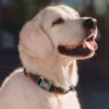 PawPrint™ Personalized Reflective Dog Collar