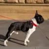 LuxTag™ Leather AirTag Pet Collar