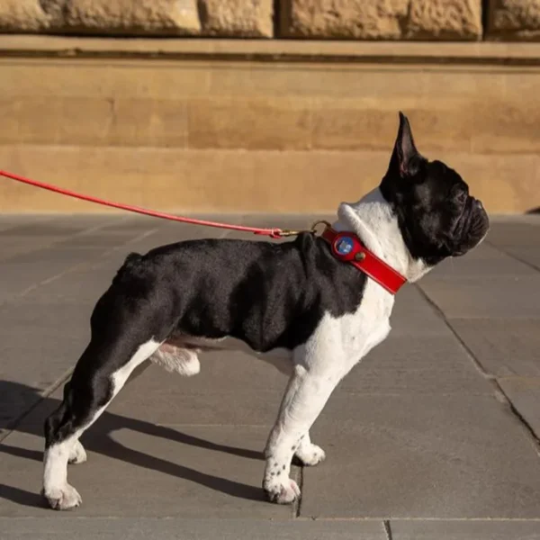 LuxTag™ Leather AirTag Pet Collar