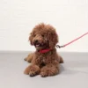 S8486148efe5544eaafb620fe9bf0af21S.webp GlowPaw™ LED Safety Collar & Leash