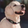 PawPrint™ Personalized Reflective Dog Collar