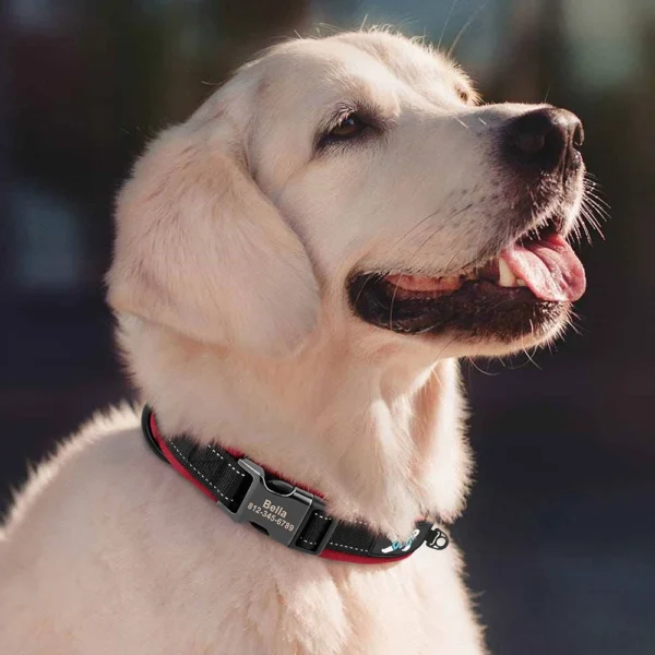 PawPrint™ Personalized Reflective Dog Collar