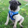 S8879ab716d894300b8bb70a37d7c4a27P.webp BreezeFit™ Summer Pet Harness & Leash Set