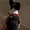 LuxTag™ Leather AirTag Pet Collar