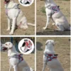 S942badf723284534ab16dd89c09c89c5M.webp PowerPup™ Adjustable Dog Harness & Leash Set