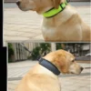 SafeStride™ Reflective Dog Collar