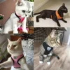 Sb3a3429d8a70414fb8a8d6cc2d6b7422H.webp ComfortMesh™ Pet Harness & Leash Set