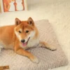 Sbdd5ea6bddee4f2c81d27b93d53c562cj.webp CozyCloud™ Orthopedic 3D Foam Pet Bed