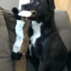 Sd927d883e8684fb7befb71a4176f7ecfa-2.webp CrinkleCritter™ Stuffing-Free Squeaky Dog Toy