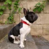 LuxTag™ Leather AirTag Pet Collar