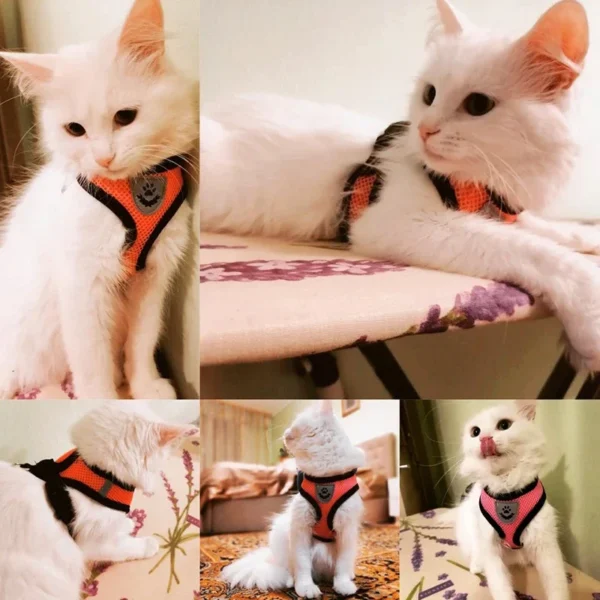 Seaed4a5a630a4e9287388904a37c2788U.webp BreezeFit™ Summer Pet Harness & Leash Set