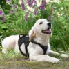 MaxControl™ No-Pull Reflective Dog Harness