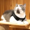 EscapeProof™ Cat & Small Dog Harness Set