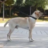 CP037--pet dog adjustable rivet collar,  anti-bite neck protect collar used of durable PU leather and rust resistant metal rivet