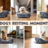 Sf81b35a2c241494796c78883de61cceb6.webp CloudNest™ Washable Non-Slip Dog Bed